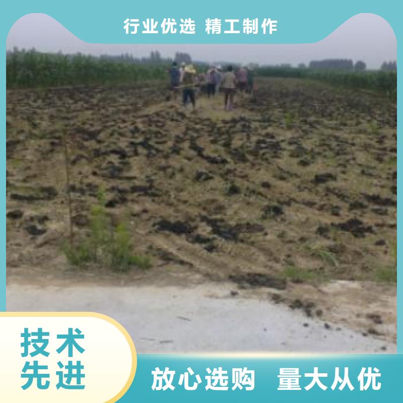 干鸡粪块培肥地力