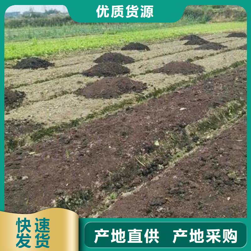 发酵鸡粪村长说不错