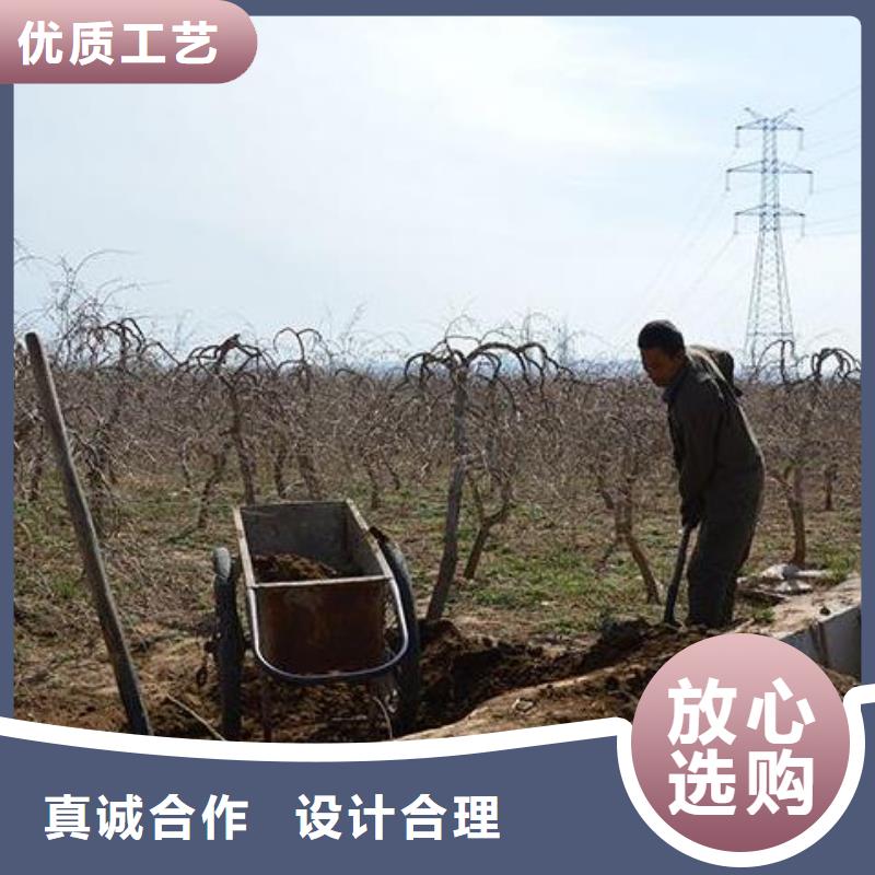 发酵鸡粪秋种好肥料