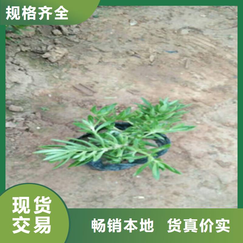 时令草花耐寒耐旱草花基地货品齐全