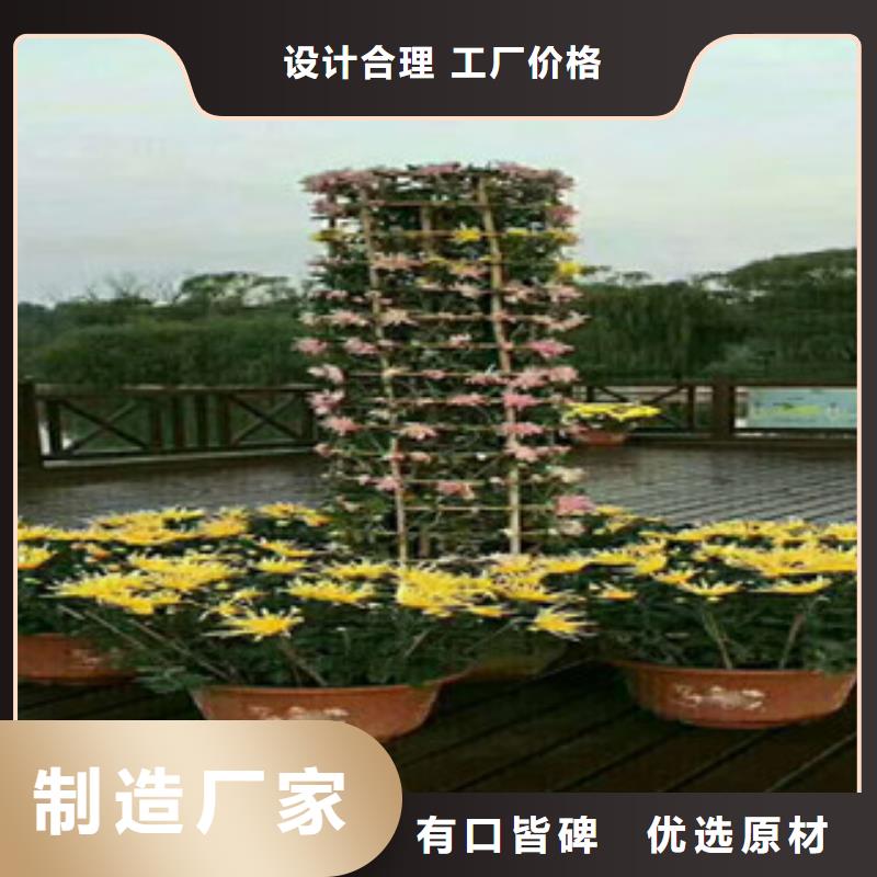 时令草花-宿根花卉基地支持批发零售