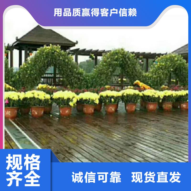 时令草花时令花卉/绿化草花价格N年专注