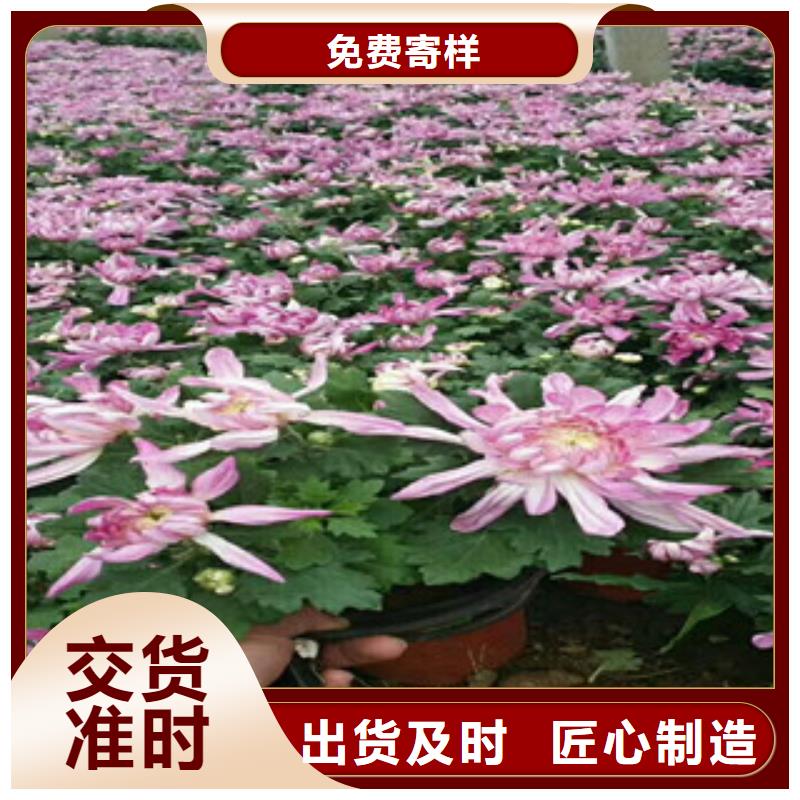 时令草花鲁冰花/粉黛乱子草价格实在