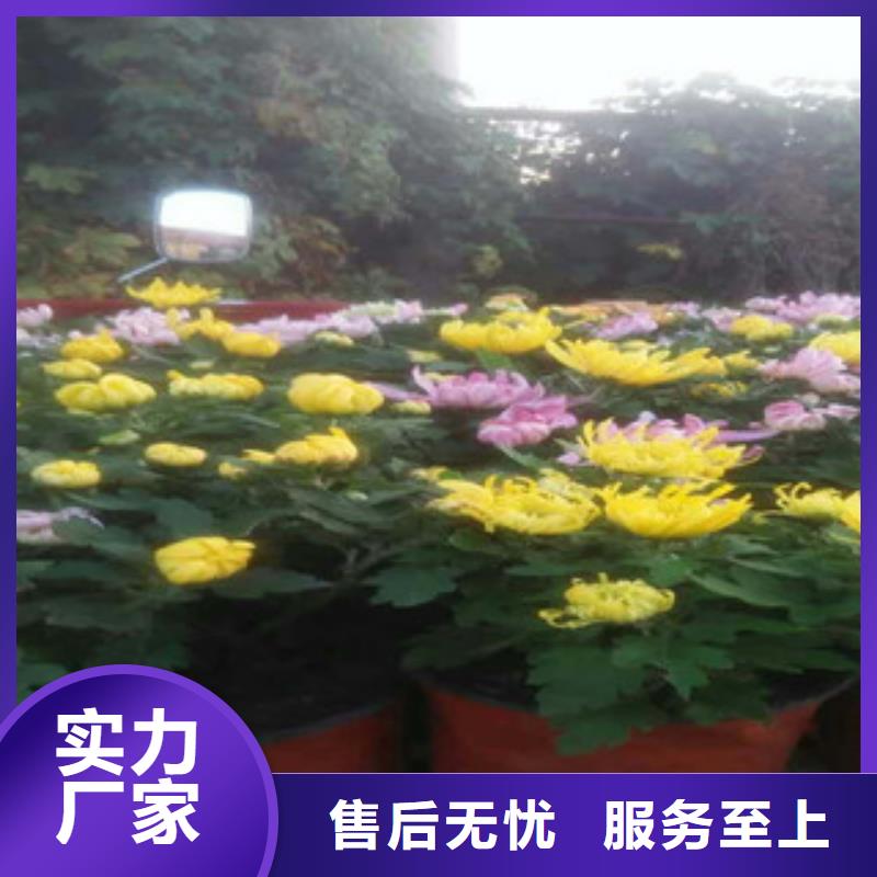 时令草花宿根花卉基地厂家现货供应