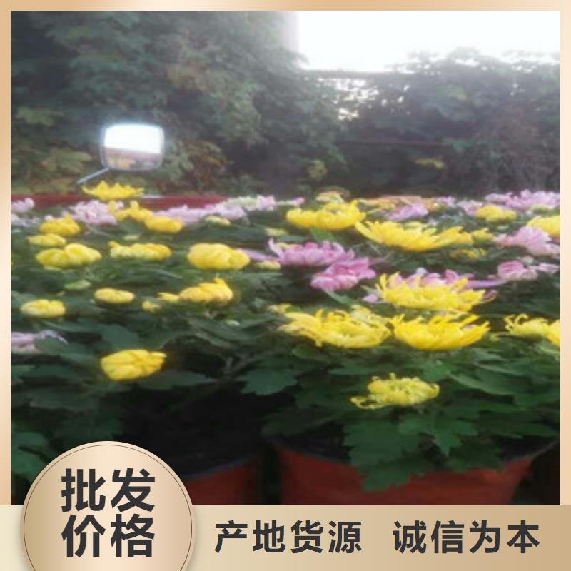 时令草花花海景观工程保质保量