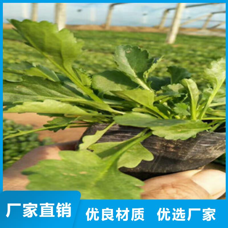 【时令草花】宿根花卉基地工厂直销