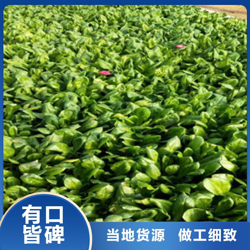 【时令草花】宿根花卉基地工厂直销