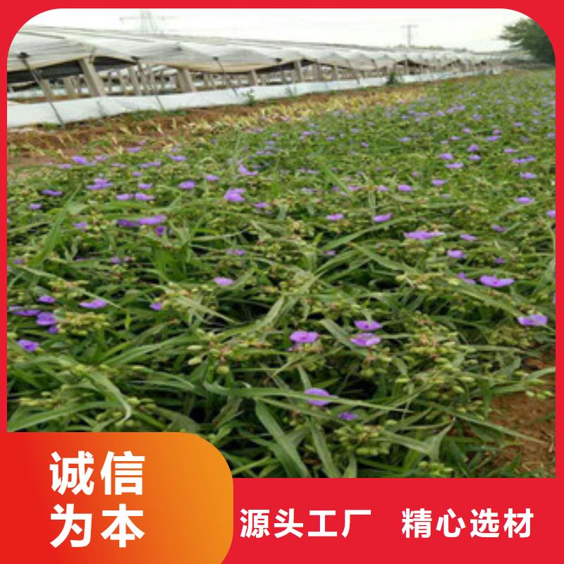 时令草花柳叶马鞭草/薰衣草质保一年