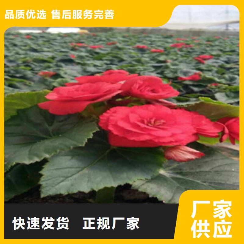 时令草花花海景观工程保质保量