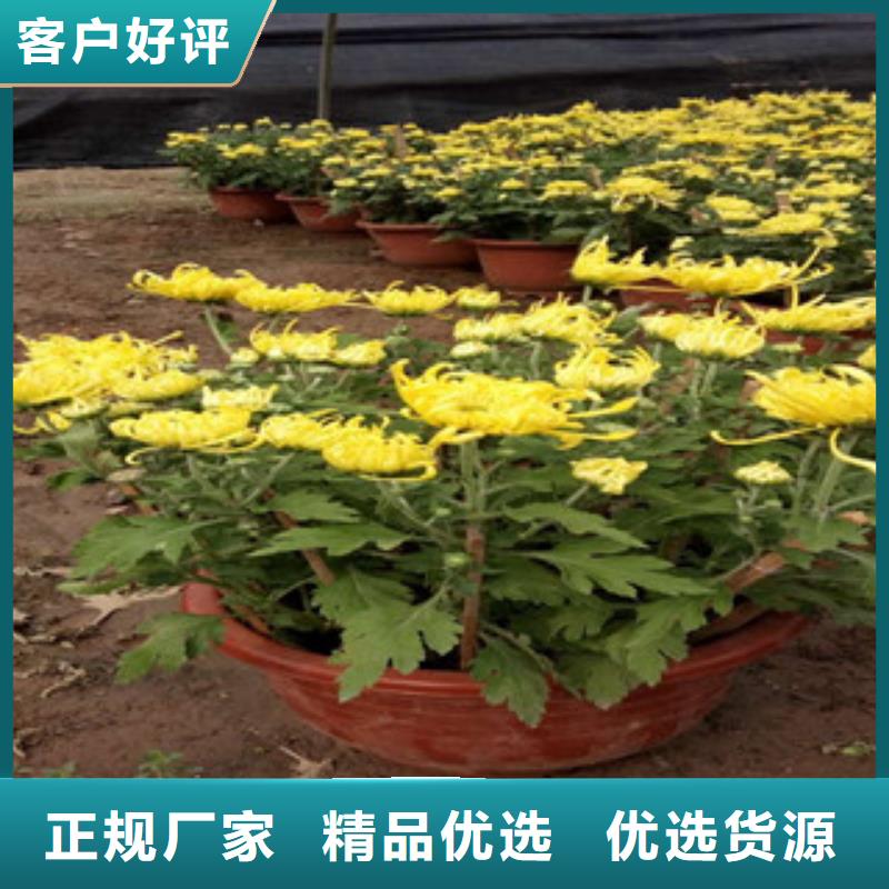 时令草花-宿根花卉基地支持批发零售