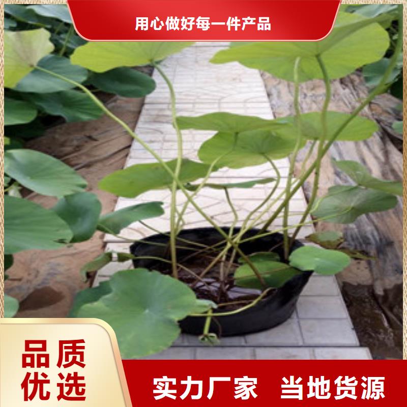 时令草花_花海景观工程大厂生产品质