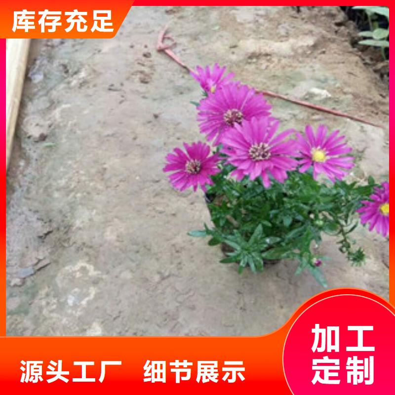 时令草花耐寒耐旱草花基地精益求精