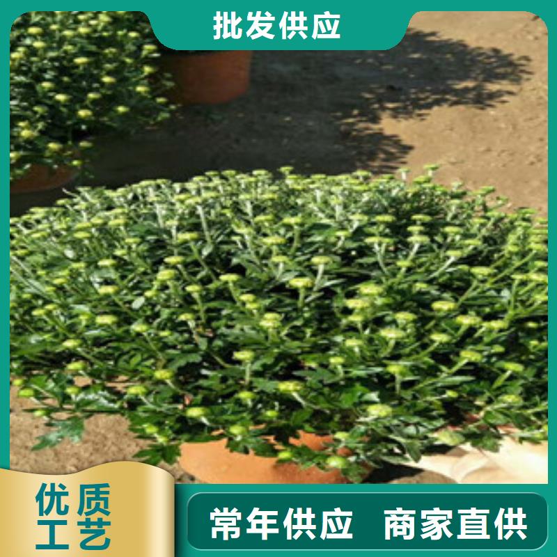 时令草花宿根花卉基地采购