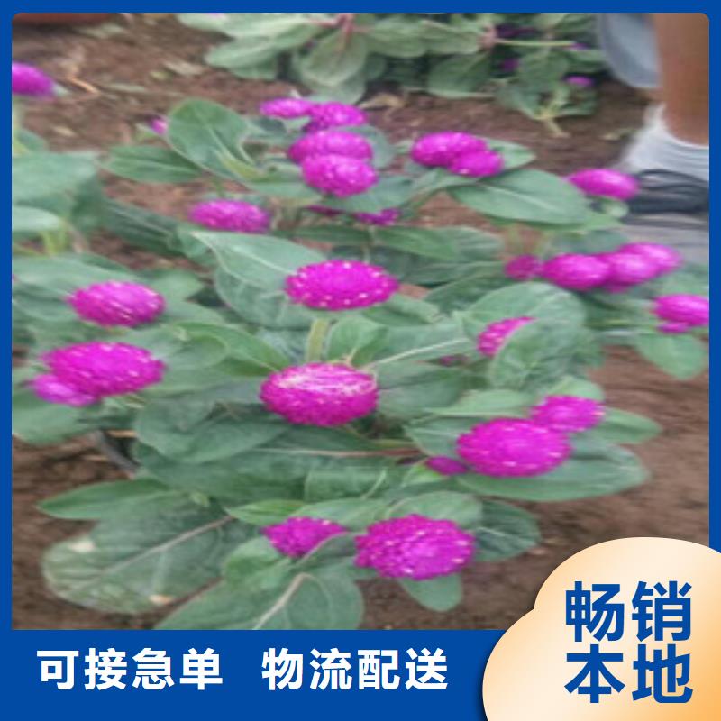 时令草花花海景观工程保质保量