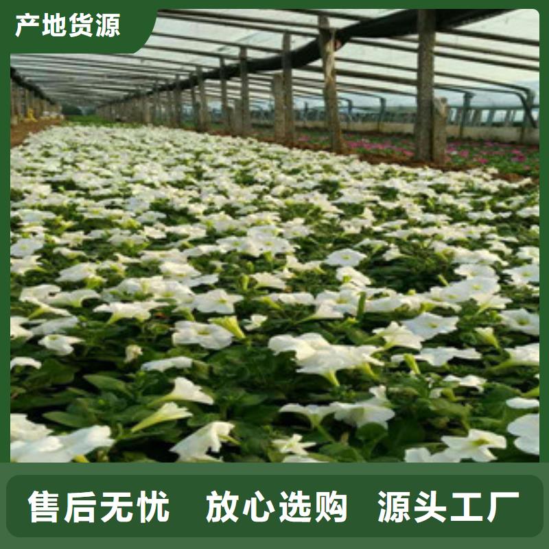 时令草花耐寒耐旱草花基地货品齐全