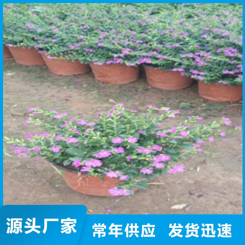 【时令草花】宿根花卉基地工厂直销