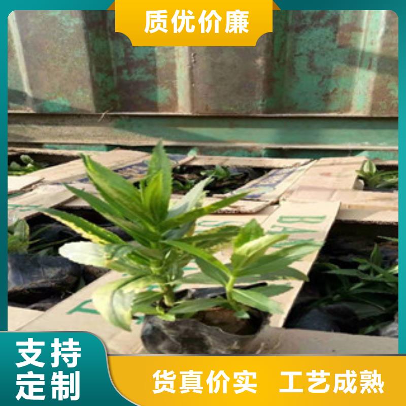 宿根花卉柳叶马鞭草/薰衣草质保一年