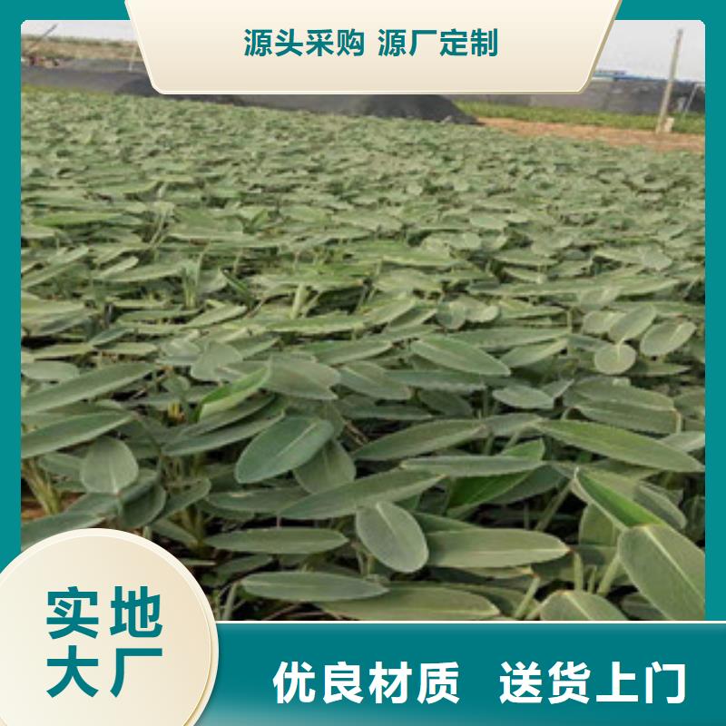 宿根花卉柳叶马鞭草/薰衣草信誉有保证