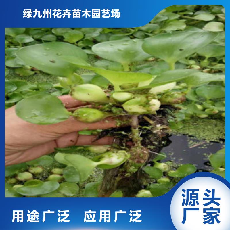 宿根花卉五一国庆草花批发现货实拍