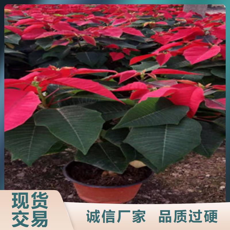 宿根花卉柳叶马鞭草/薰衣草质保一年