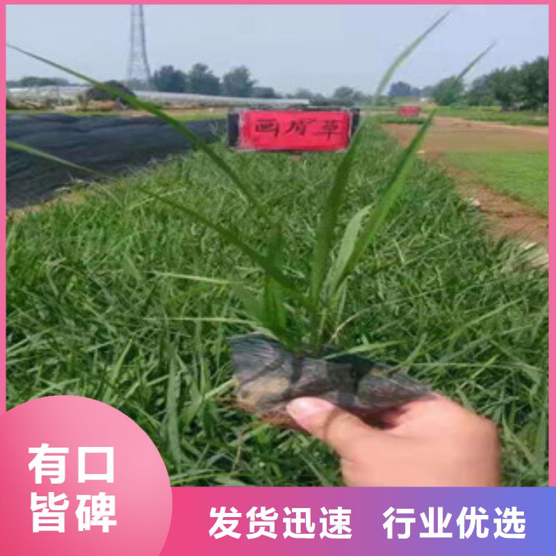 宿根花卉柳叶马鞭草/薰衣草信誉有保证