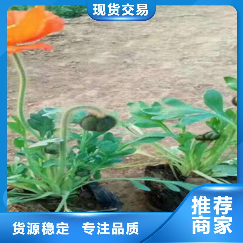 宿根花卉花海景观工程安装简单