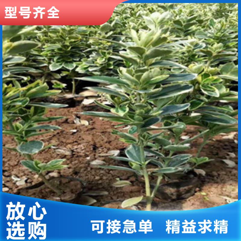 宿根花卉鲁冰花/粉黛乱子草随到随提