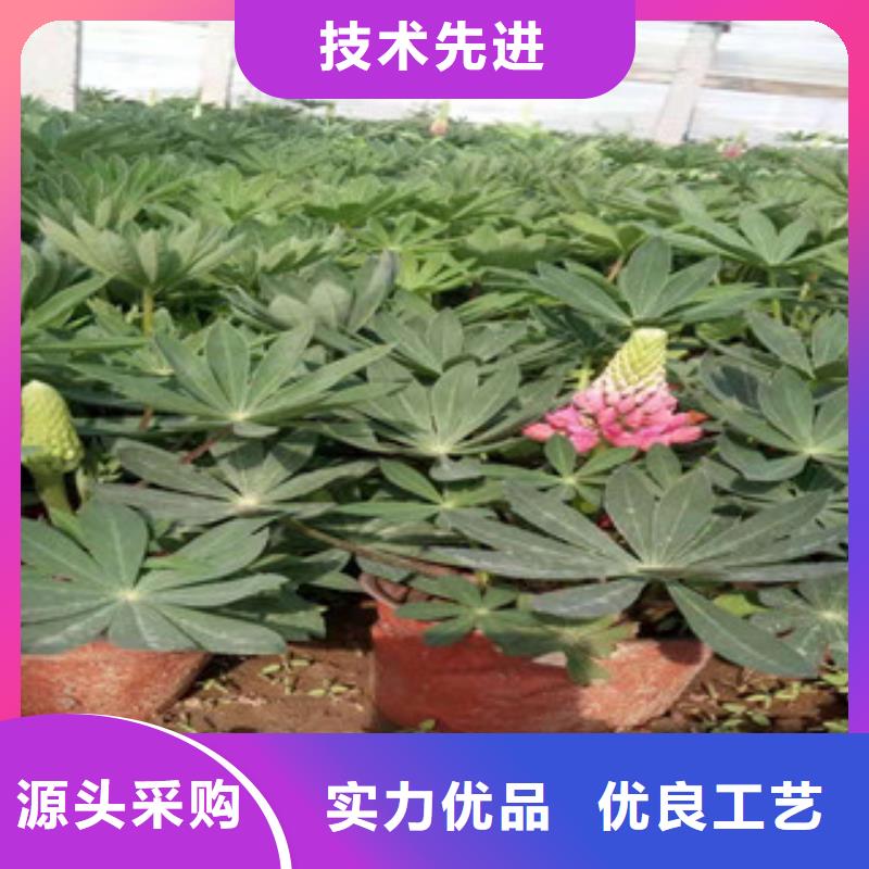 宿根花卉花海景观工程安装简单