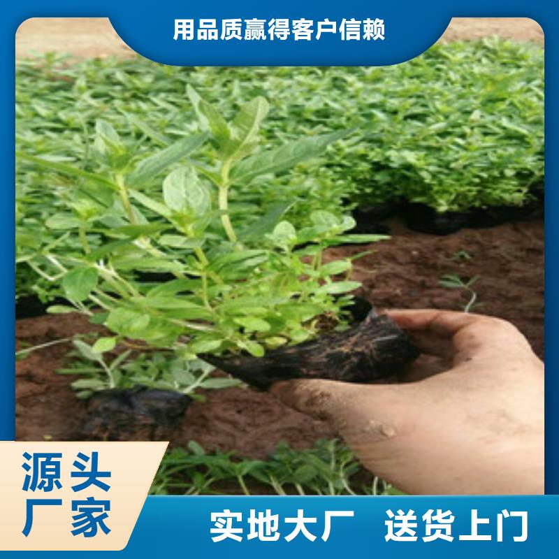 花海景观,柳叶马鞭草/薰衣草经销商