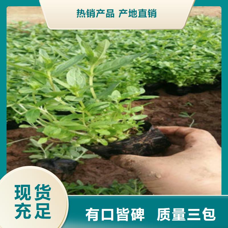 花海景观耐寒耐旱草花基地供应采购