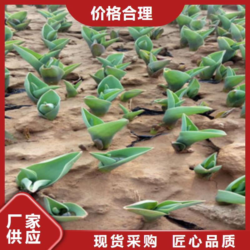 花海景观_耐寒耐旱草花基地厂诚信经营