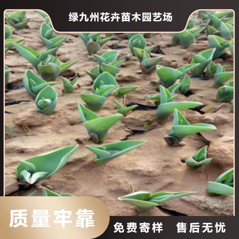 花海景观柳叶马鞭草/薰衣草专业生产团队