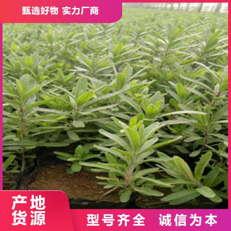 花海景观,柳叶马鞭草/薰衣草经销商