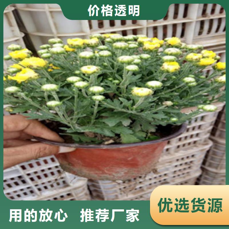 花海景观花海景观工程按需设计