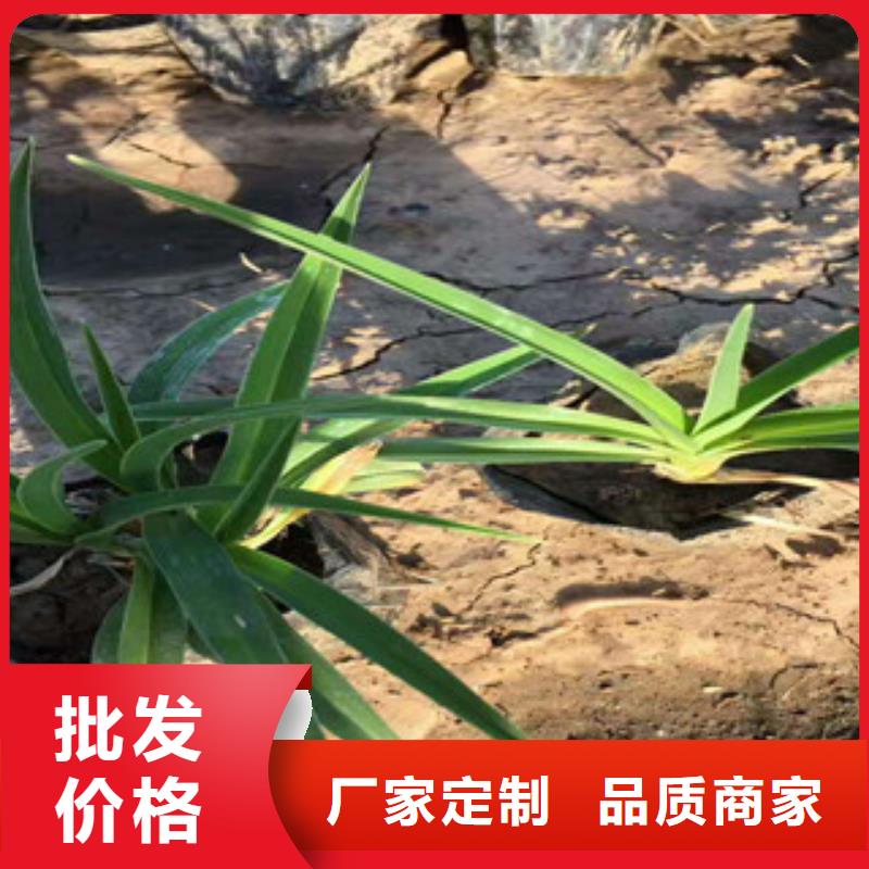 花海景观柳叶马鞭草/薰衣草信誉有保证
