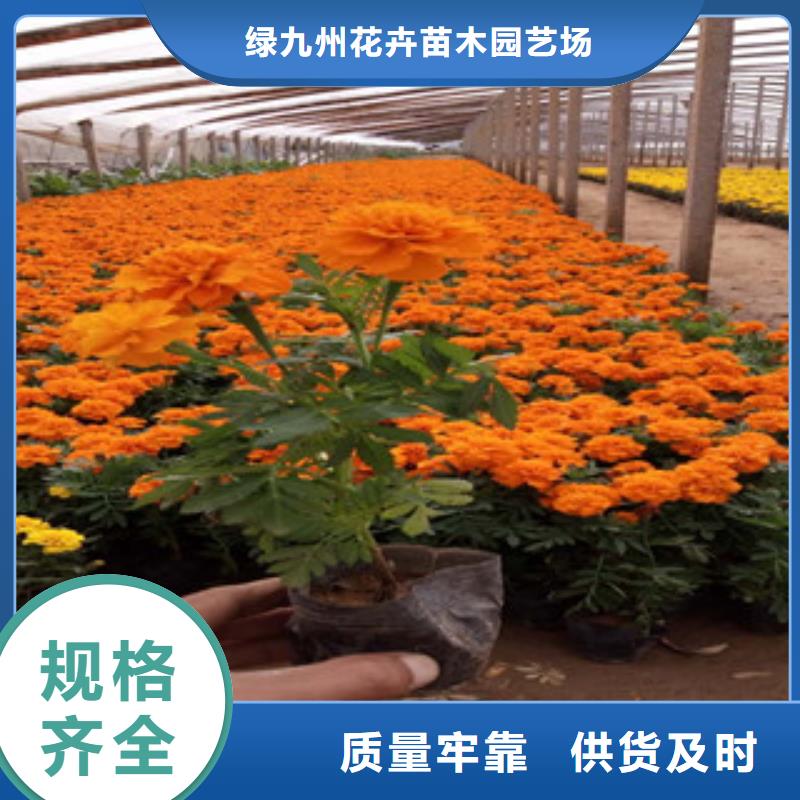 花海景观耐寒耐旱草花基地供应采购