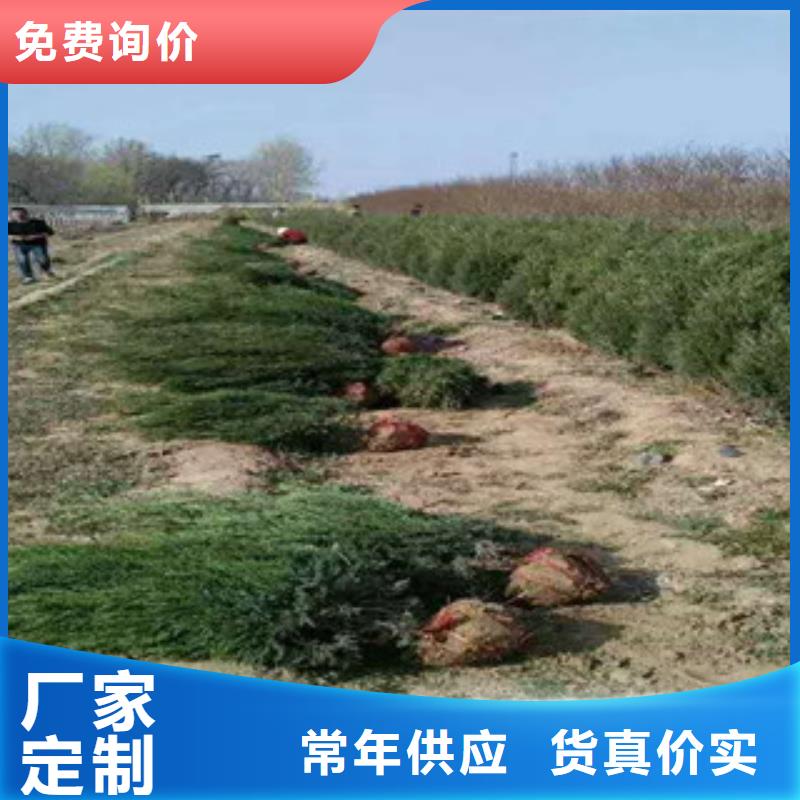 花海景观耐寒耐旱草花基地供应采购