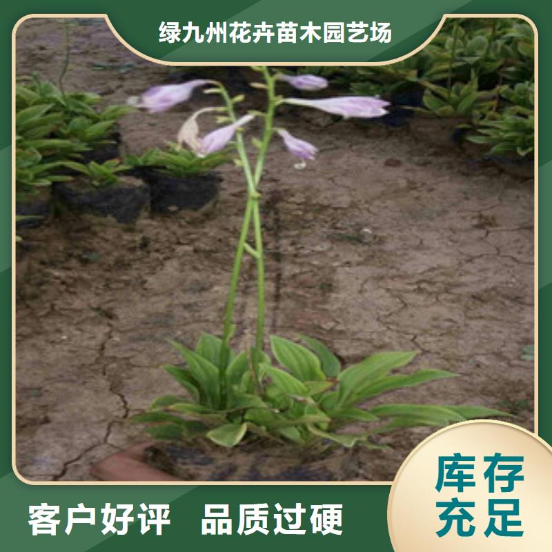 花海景观_耐寒耐旱草花基地厂诚信经营