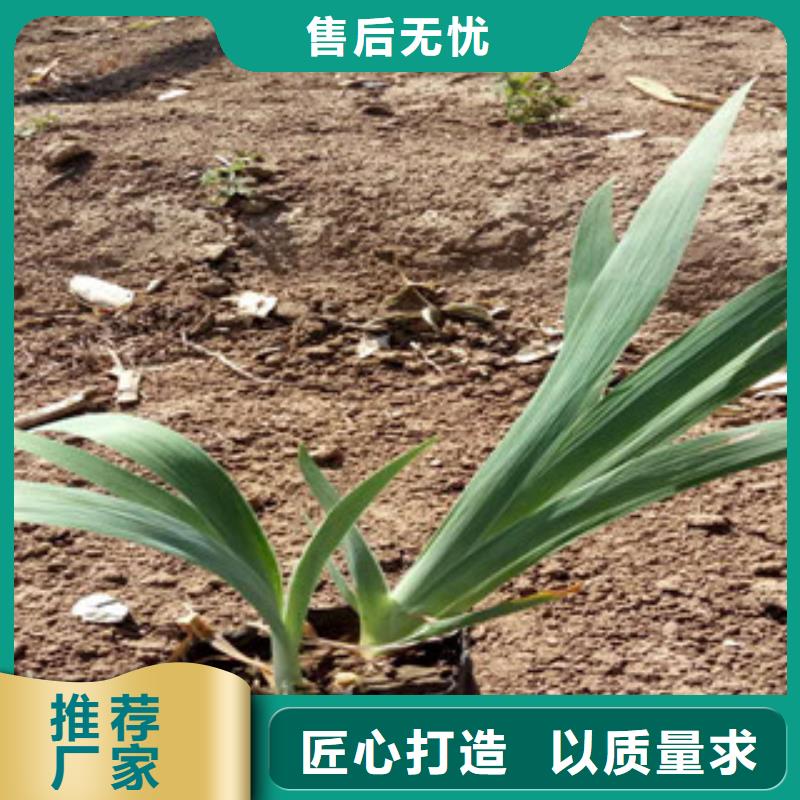 花海景观鲁冰花/粉黛乱子草来图来样定制