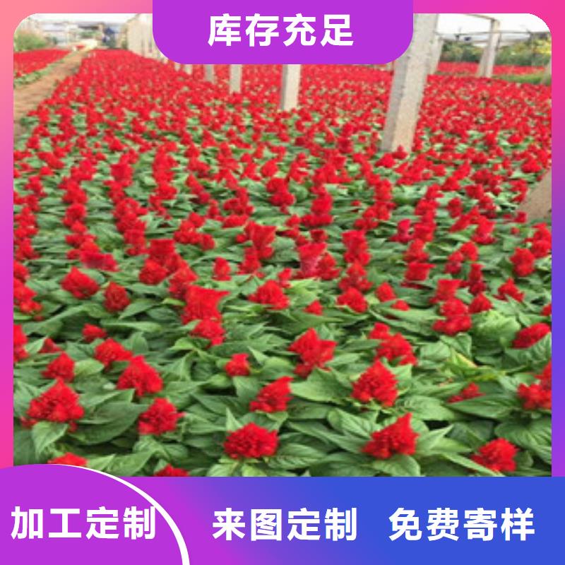 花海景观鲁冰花/粉黛乱子草来图来样定制