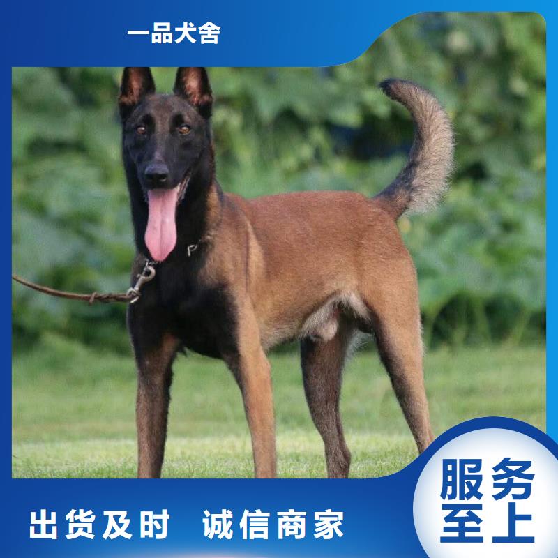 礼泉|彬县|安康|商洛|榆林|西安|延安|汉中一品【 马犬 杜宾犬常年出售】