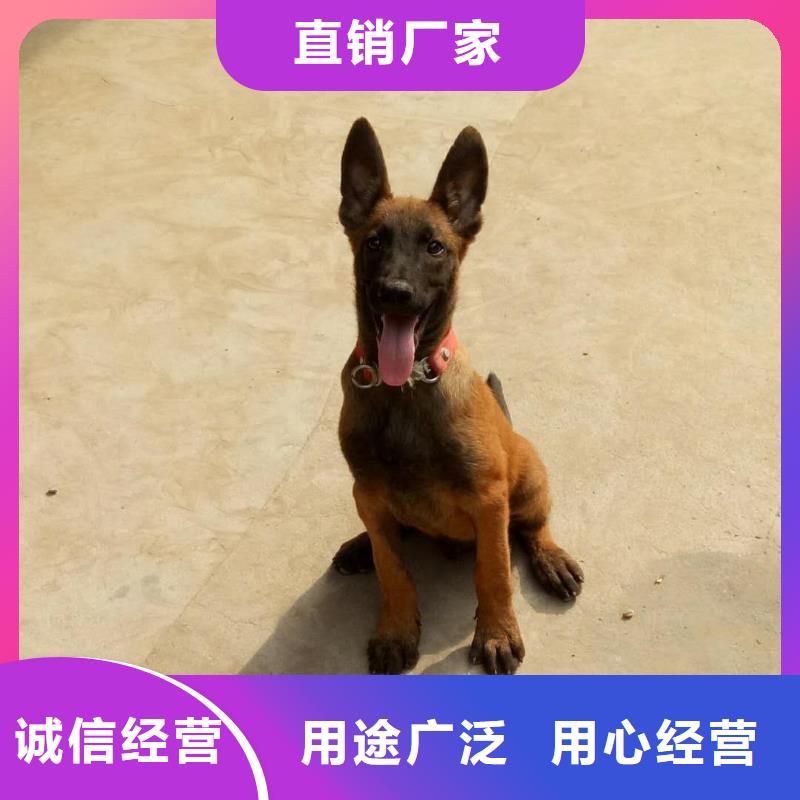 礼泉|彬县|安康|商洛|榆林|西安|延安|汉中一品【 马犬 杜宾犬常年出售】