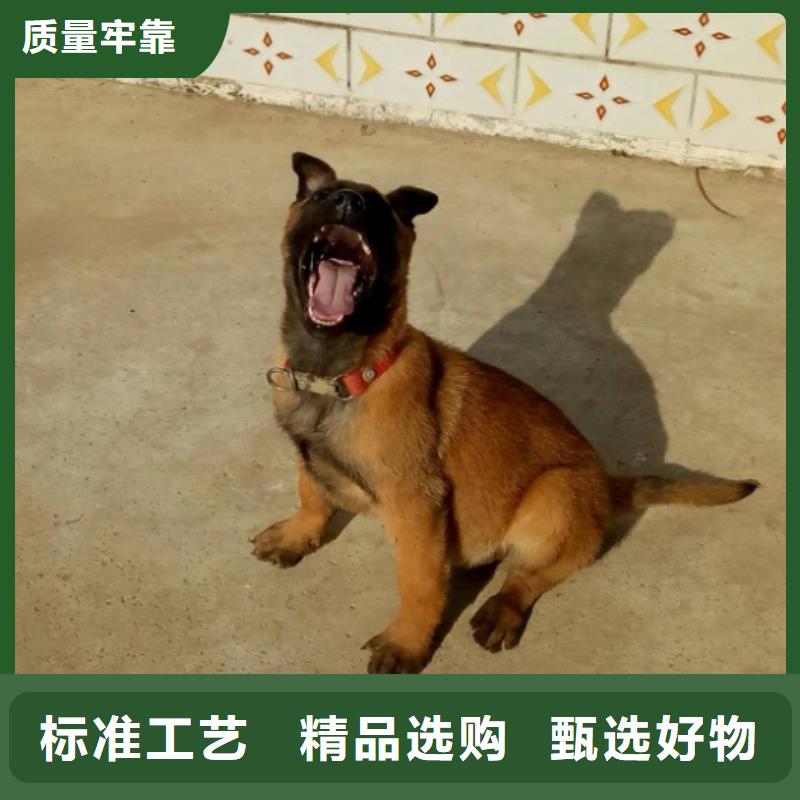 礼泉|彬县|安康|商洛|榆林|西安|延安|汉中一品【 马犬 杜宾犬常年出售】