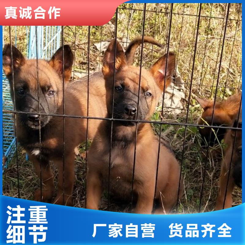 礼泉|彬县|安康|商洛|榆林|西安|延安|汉中一品【 马犬 杜宾犬常年出售】