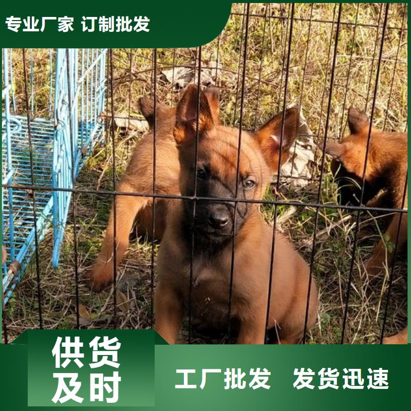 礼泉|彬县|安康|商洛|榆林|西安|延安|汉中一品【 马犬 杜宾犬常年出售】