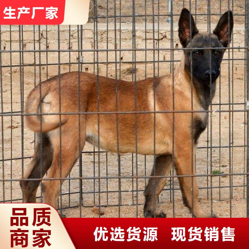 礼泉|彬县|安康|商洛|榆林|西安|延安|汉中一品【 马犬 杜宾犬常年出售】