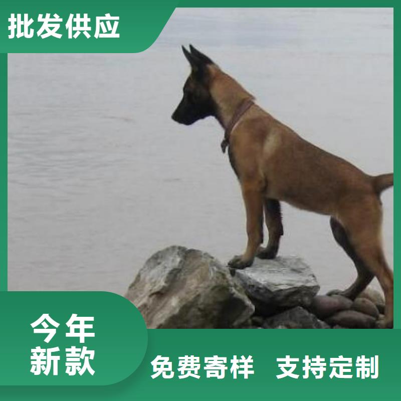 礼泉|彬县|安康|商洛|榆林|西安|延安|汉中一品【 马犬 杜宾犬常年出售】