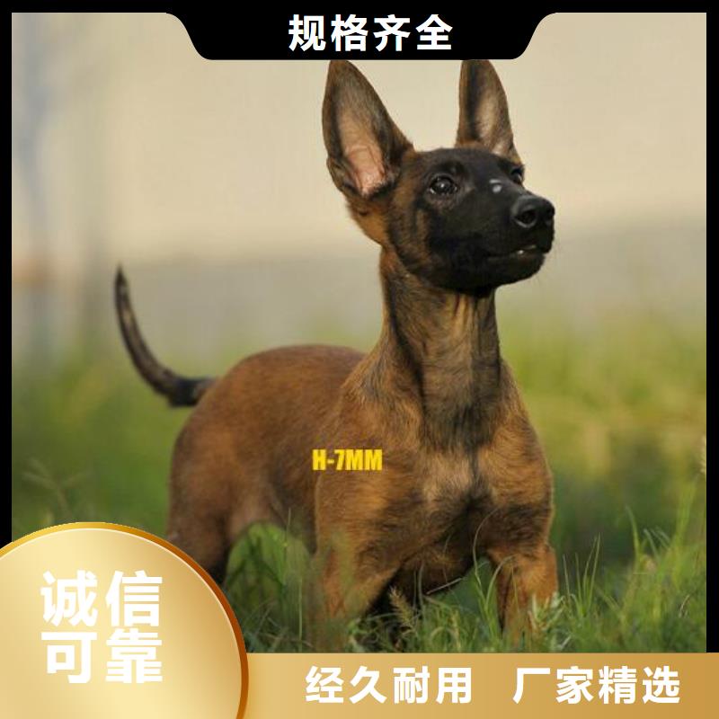 礼泉|彬县|安康|商洛|榆林|西安|延安|汉中一品【 马犬 杜宾犬常年出售】