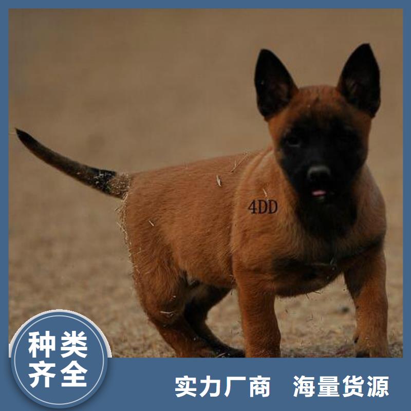 礼泉|彬县|安康|商洛|榆林|西安|延安|汉中一品【 马犬 杜宾犬常年出售】