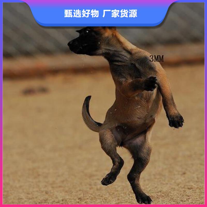 礼泉|彬县|安康|商洛|榆林|西安|延安|汉中一品【 马犬 杜宾犬常年出售】